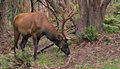 Elk-dpc.jpg