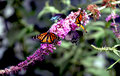Butterfly7.dpc.jpg