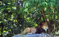 Lion.dpc.jpg