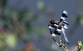 dragonfly.jpg
