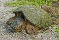 Snapper.jpg