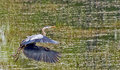 Blue-Heron.jpg