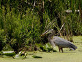 Blue Heron.1.jpg
