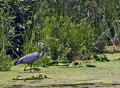 Blue Heron.2.jpg