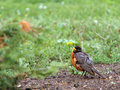 Wet Robin.jpg