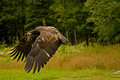 Bald Eagle.jpg