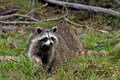 Raccoon.jpg