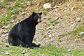 Black Bear.jpg