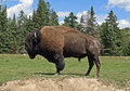 American Bison.jpg