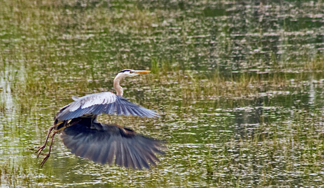 Blue-Heron.jpg