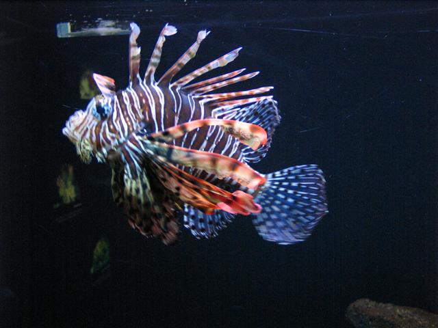 Lion Fish (Small).JPG
