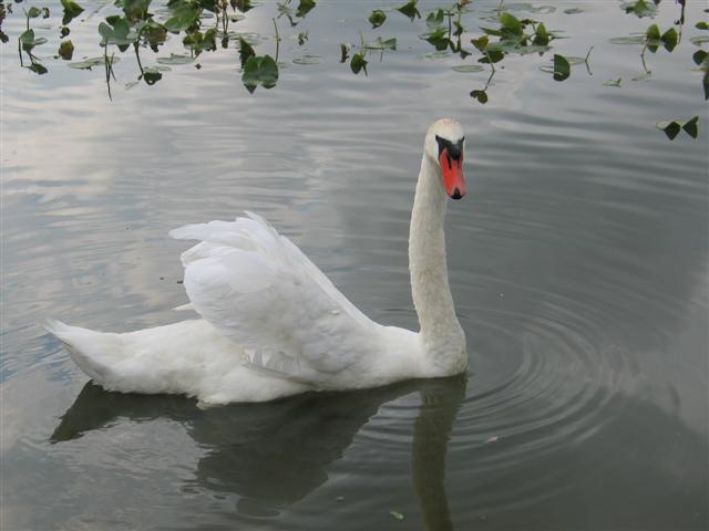 Animals020 (Small).JPG