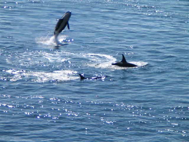 San Juan Island - Whales017 (Small).jpg