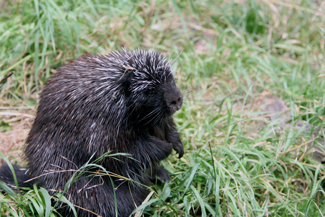 Porcupine.dpc.jpg