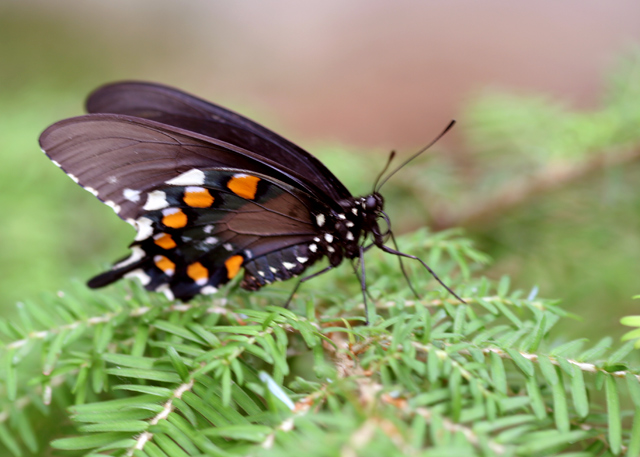 butterfly.dpc.jpg