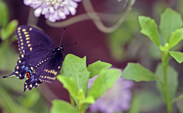 Butterfly2.dpc.jpg