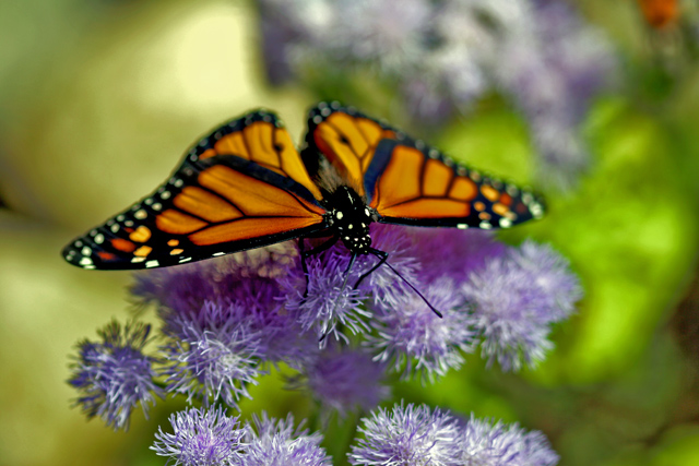Butterfly4.dpc.jpg