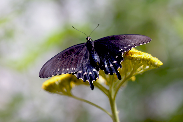 Butterfly5.dpc.jpg