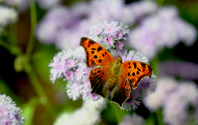 Butterfly9.dpc.jpg
