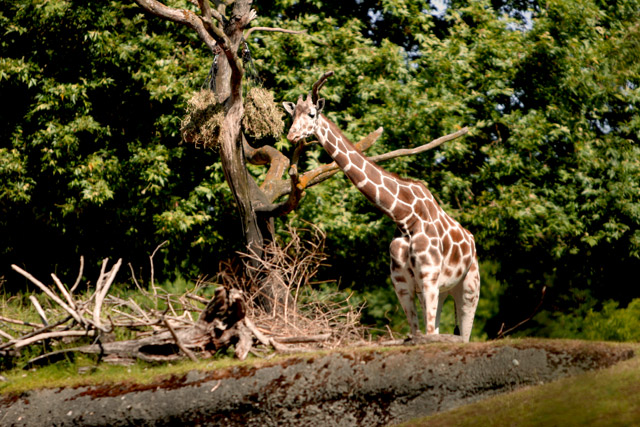 Giraffe.dpc.jpg