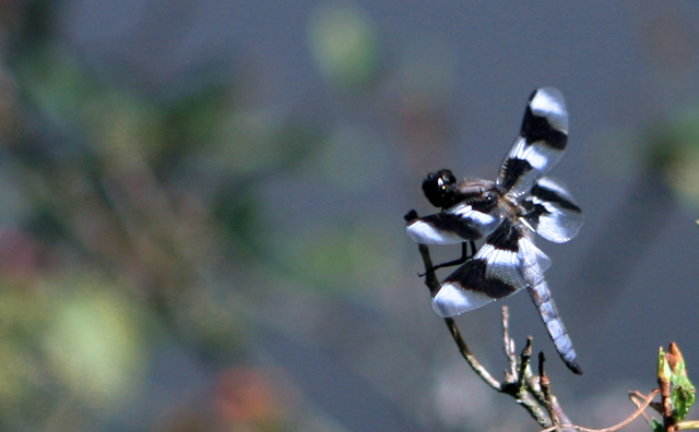 dragonfly.jpg