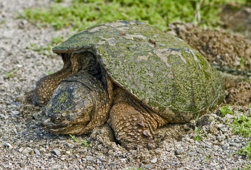 Snapper.jpg