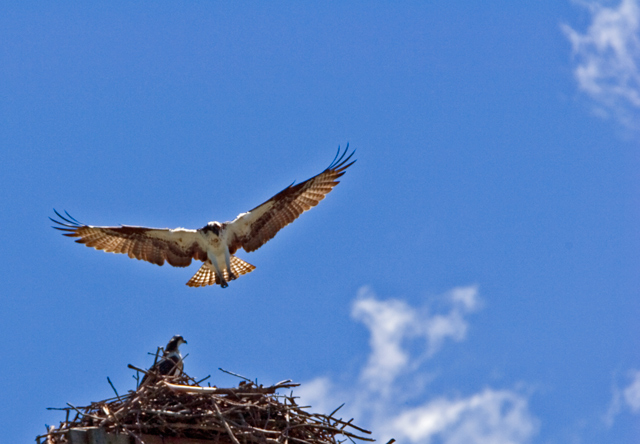 Osprey@River Road.jpg