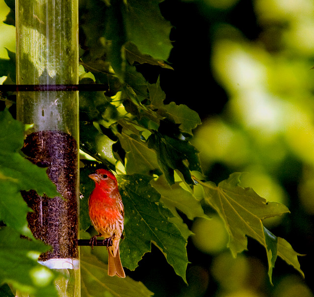 Purple Finch.jpg
