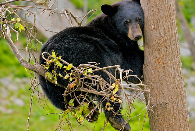 Black Bear-1..jpg