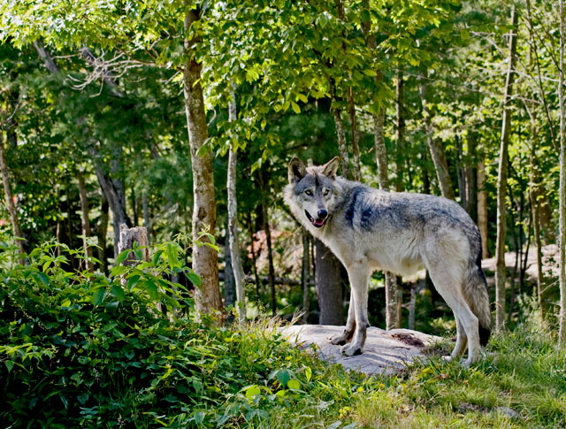 Timber Wolf.2.jpg