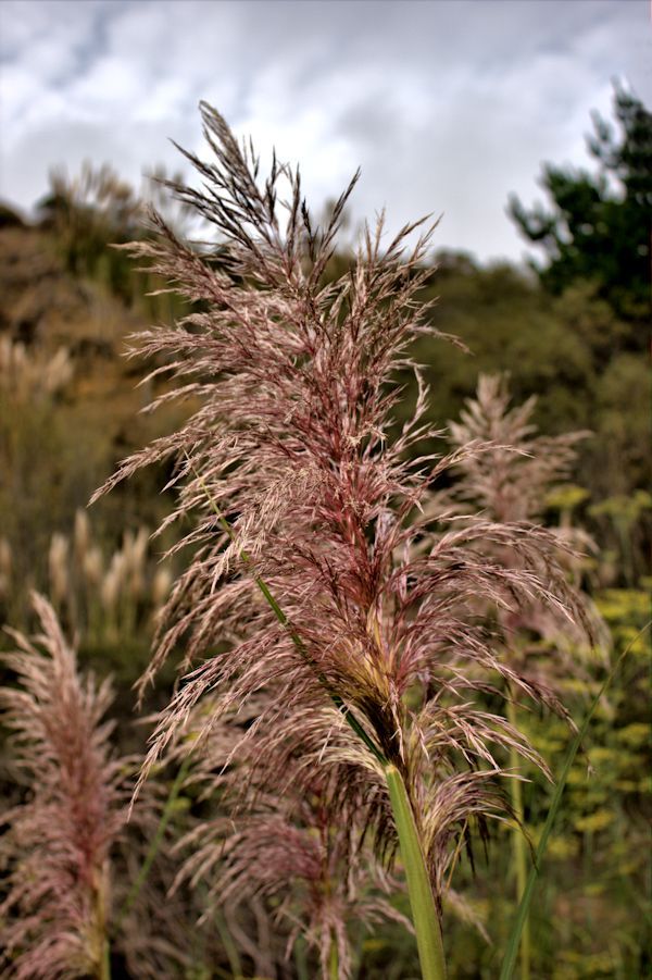 Pampas Grass California