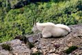 Mountain Goat