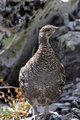 Blue Grouse