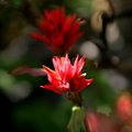 Indian Paintbrush