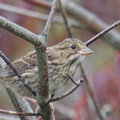 Song_Sparrow_100_percent.jpg