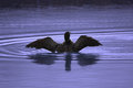 Loon