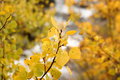 Aspen and Waterfall