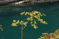 Autumn Tree
