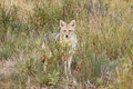 Coyote