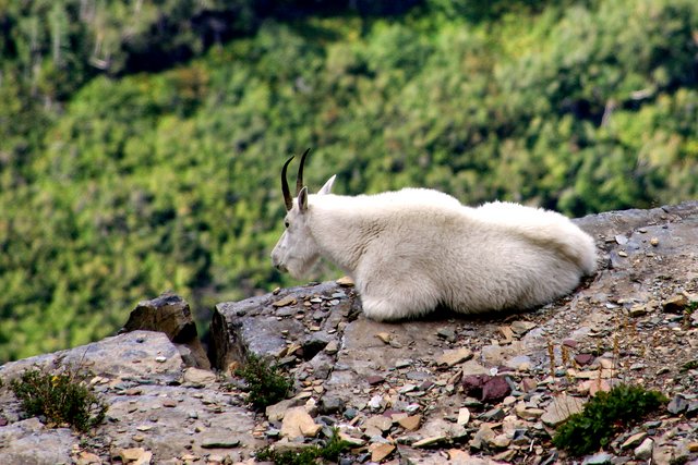 Mountain Goat
