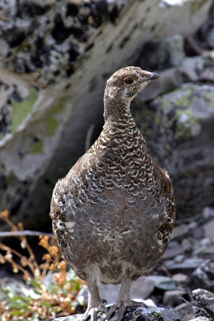 Blue Grouse