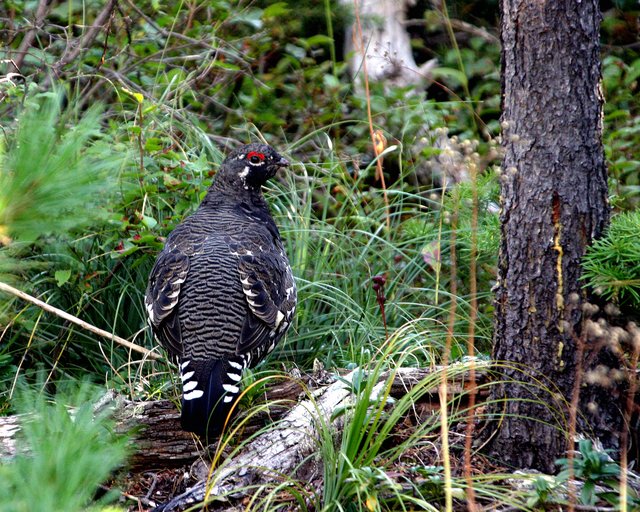 Franklin's Grouse