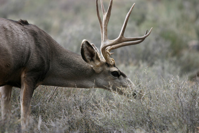 Deer