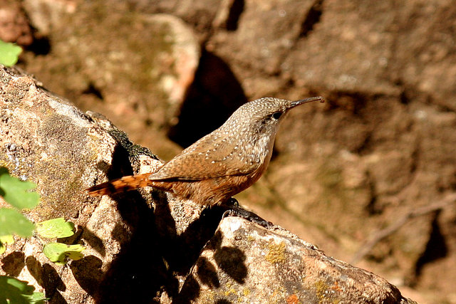 Canyon Wren