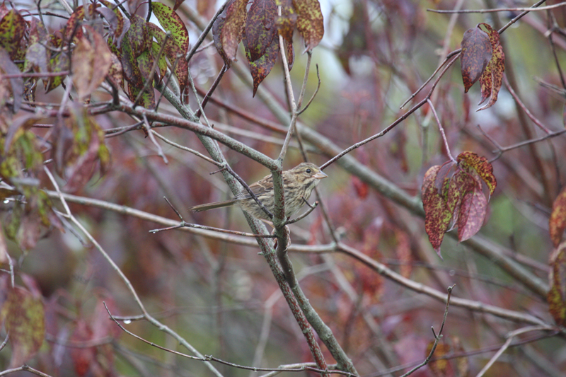 Song_Sparrow_Original.jpg