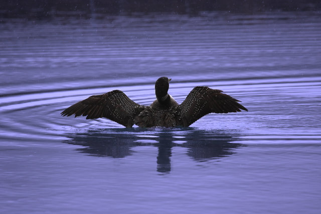 Loon