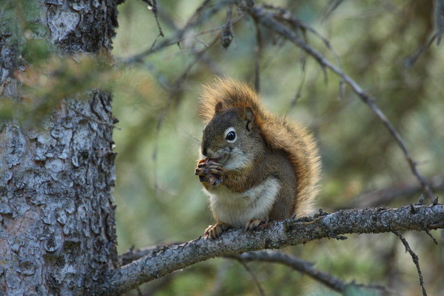 Squirrel