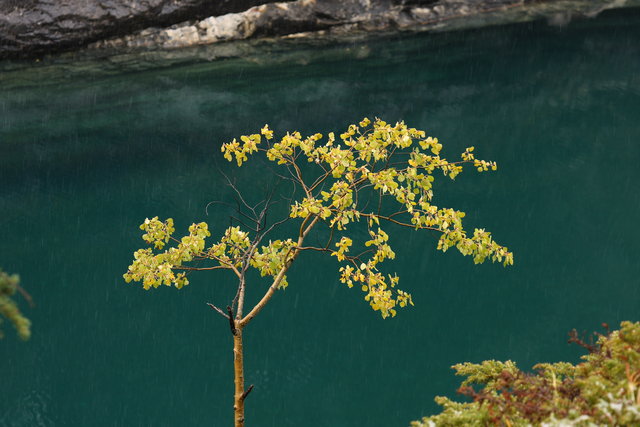 Autumn Tree