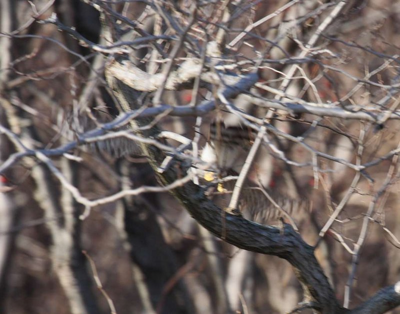 Hawk_Tail.JPG