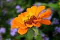 Orange Flower